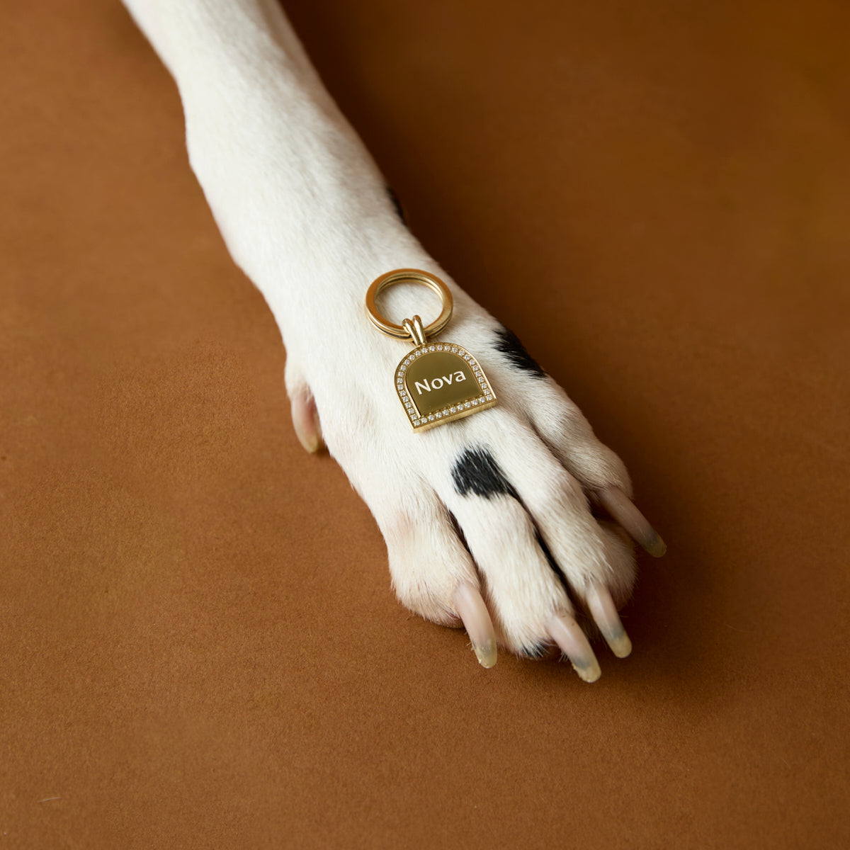 Pet Tags - Pavé Arch Pet Tag in Gold - Merchandise - Astrid &amp; Miyu