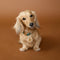 Pet Tags - Pavé Arch Pet Tag in Gold - Merchandise - Astrid &amp; Miyu