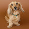Pet Tags - Cloud Pet Tag in Gold - Merchandise - Astrid &amp; Miyu
