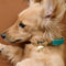Pet Tags - Cloud Pet Tag in Gold - Merchandise - Astrid &amp; Miyu
