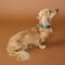 Pet Tags - Cloud Pet Tag in Gold - Merchandise - Astrid &amp; Miyu
