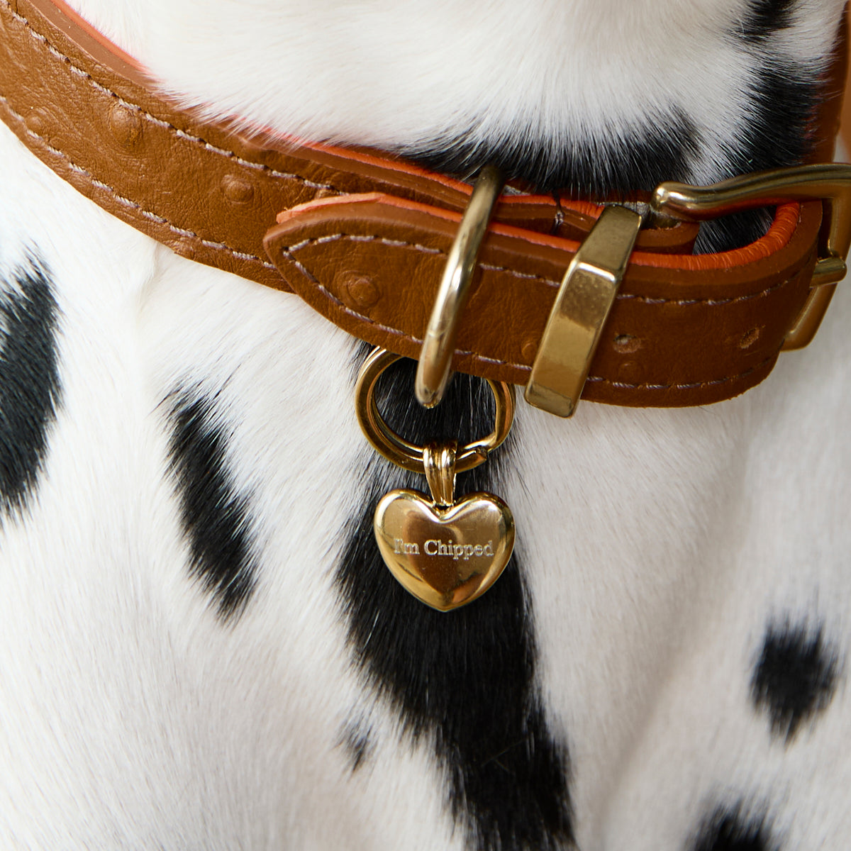 Pet Tags - Heart Pet Tag in Gold - Merchandise - Astrid &amp; Miyu