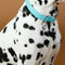 Pet Tags - Heart Pet Tag in Silver - Merchandise - Astrid &amp; Miyu